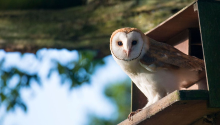 Image d'illustration pour : Installation de nichoirs pour chouettes effraies